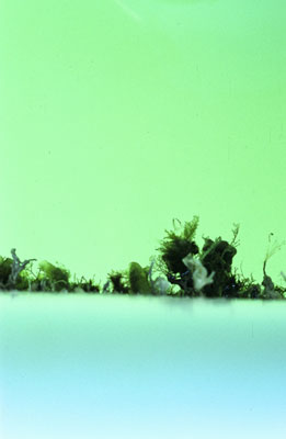 photographies argentiques<br>édition de 5<br>50 x 70 cm<br>2003, 2004.