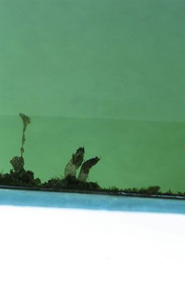 photographies argentiques<br>édition de 5<br>50 x 70 cm<br>2003, 2004.