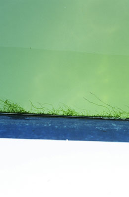 photographies argentiques<br>édition de 5<br>50 x 70 cm<br>2003, 2004.