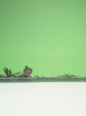 photographies argentiques<br>édition de 3<br>50 x 70 cm<br>2005-2008.